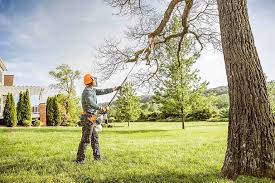 How Our Tree Care Process Works  in Severn, MD